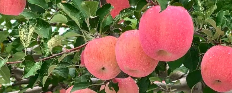 苹果树的种植技术，要确保光照充足