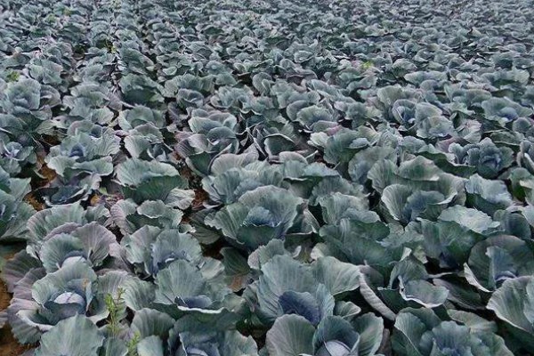 甘蓝为什么会抽薹，可能是品种不合适、播种过早等原因所致