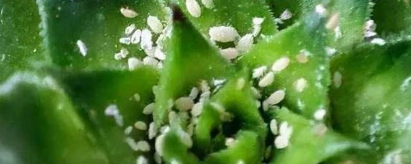 花盘里有小白虫子的解决方法，可以喷洒辣椒水、胡椒水等