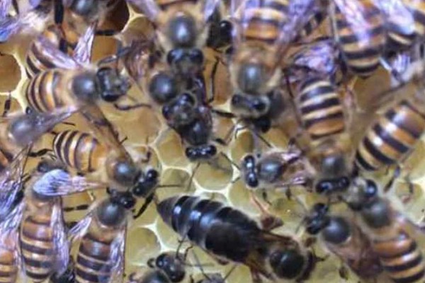 蜜蜂围王的原因与解决方法,可能是工蜂排斥蜂王