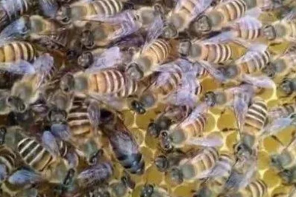 蜜蜂围王的原因与解决方法,可能是工蜂排斥蜂王