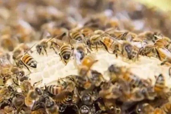 蜜蜂围王的原因与解决方法,可能是工蜂排斥蜂王