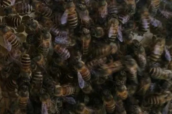 蜜蜂围王的原因与解决方法,可能是工蜂排斥蜂王