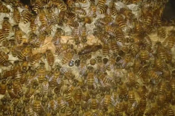 蜜蜂围王的原因与解决方法,可能是工蜂排斥蜂王
