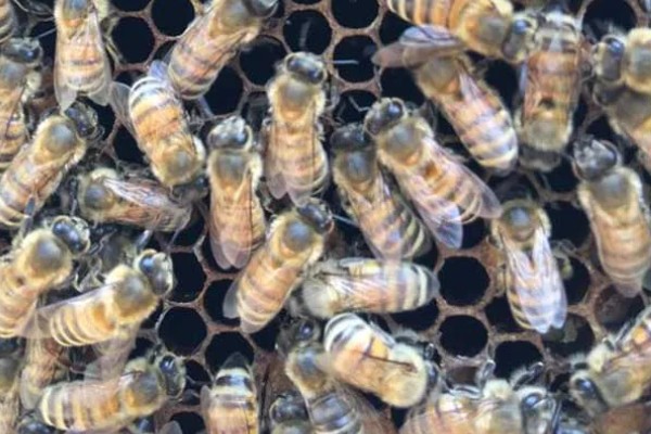 蜜蜂围王的原因与解决方法,可能是工蜂排斥蜂王