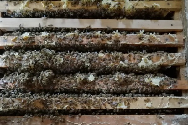 蜜蜂围王的原因与解决方法,可能是工蜂排斥蜂王