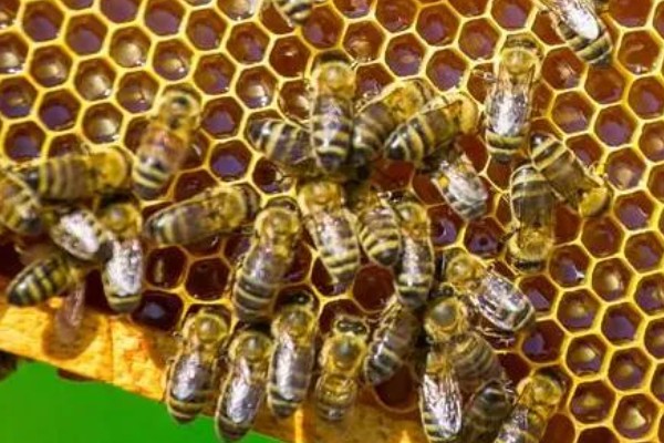 蜜蜂围王的原因与解决方法,可能是工蜂排斥蜂王