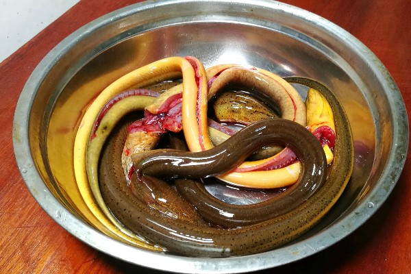 黄鳝的血有毒吗，黄鳝血有毒