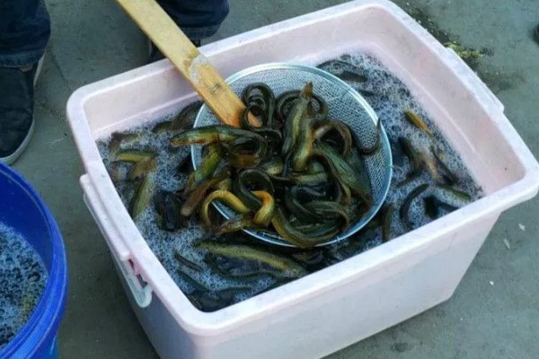 黄鳝的血有毒吗，黄鳝血有毒