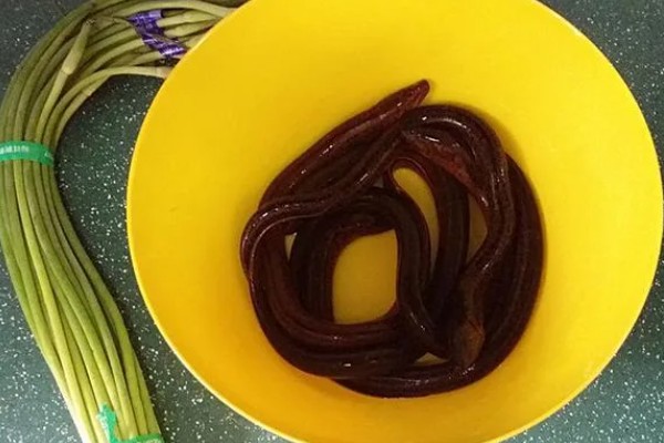 黄鳝的血有毒吗，黄鳝血有毒