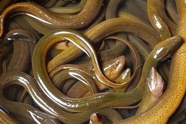 黄鳝的血有毒吗，黄鳝血有毒