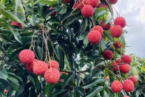 荔枝是哪里的特产,是海南、广西、广东等地的特产