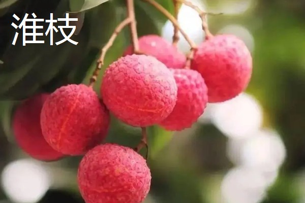 荔枝是哪里的特产,是海南、广西、广东等地的特产