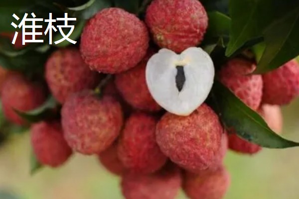 荔枝是哪里的特产,是海南、广西、广东等地的特产