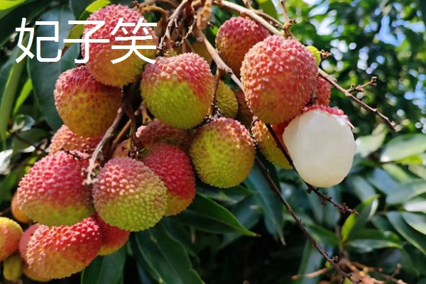 荔枝是哪里的特产,是海南、广西、广东等地的特产