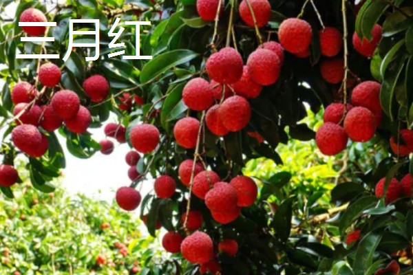 荔枝是哪里的特产,是海南、广西、广东等地的特产