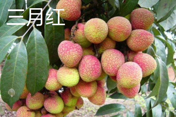 荔枝是哪里的特产,是海南、广西、广东等地的特产