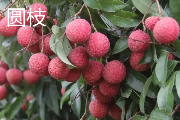 荔枝是哪里的特产,是海南、广西、广东等地的特产