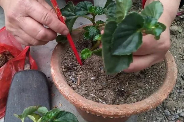 海棠树能扦插繁殖吗，不适合扦插繁殖