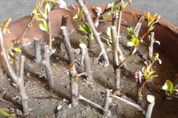 海棠树能扦插繁殖吗，不适合扦插繁殖