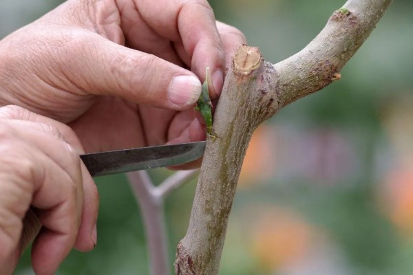 海棠树能扦插繁殖吗，不适合扦插繁殖