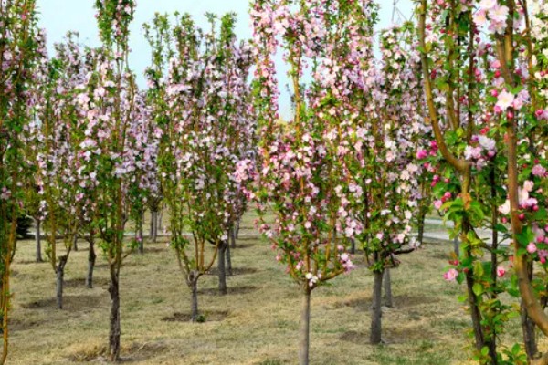 海棠树能扦插繁殖吗，不适合扦插繁殖