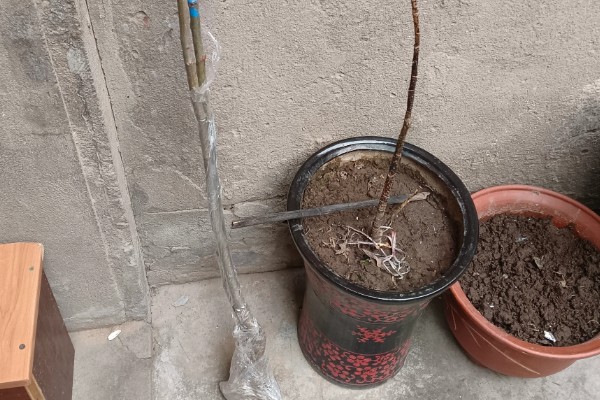 海棠树能扦插繁殖吗，不适合扦插繁殖