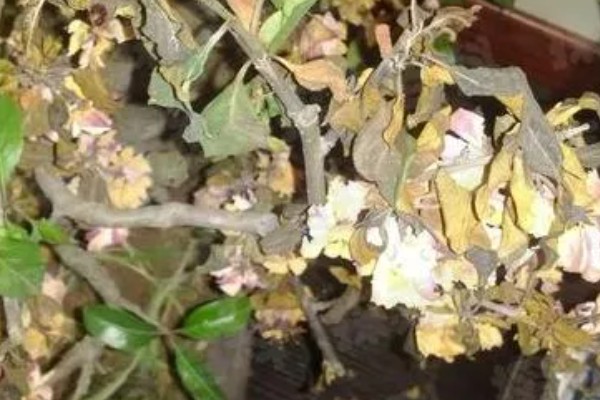 海棠树能扦插繁殖吗，不适合扦插繁殖