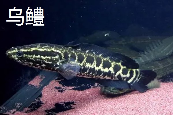 黑鱼的品种,常见的有乌鳢、斑鳢等