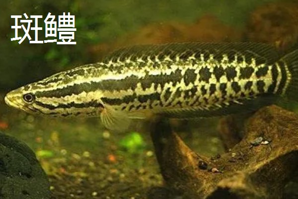 黑鱼的品种,常见的有乌鳢、斑鳢等