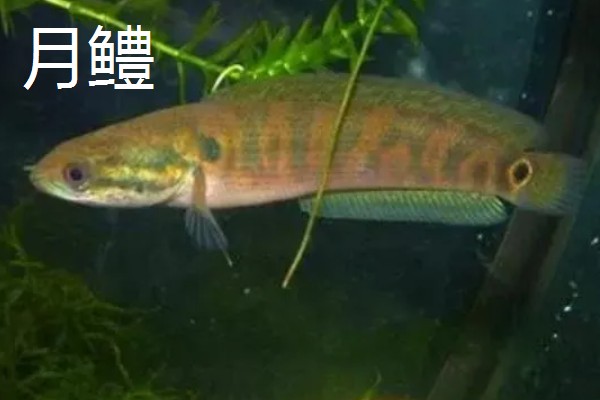 黑鱼的品种,常见的有乌鳢、斑鳢等