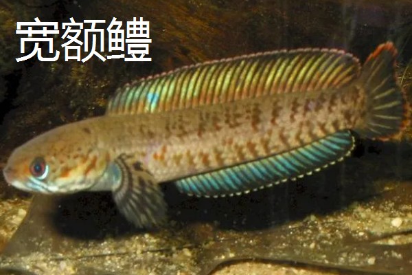 黑鱼的品种,常见的有乌鳢、斑鳢等