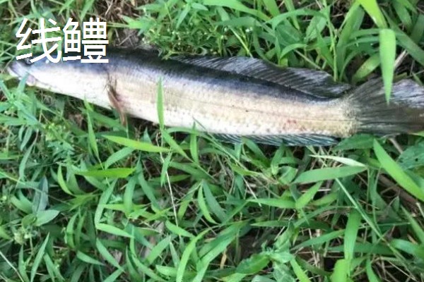 黑鱼的品种,常见的有乌鳢、斑鳢等