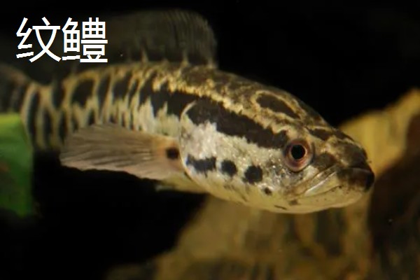 黑鱼的品种,常见的有乌鳢、斑鳢等