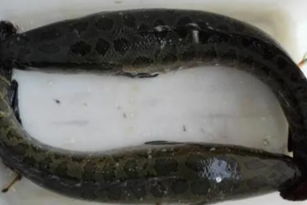 黑鱼的品种,常见的有乌鳢、斑鳢等