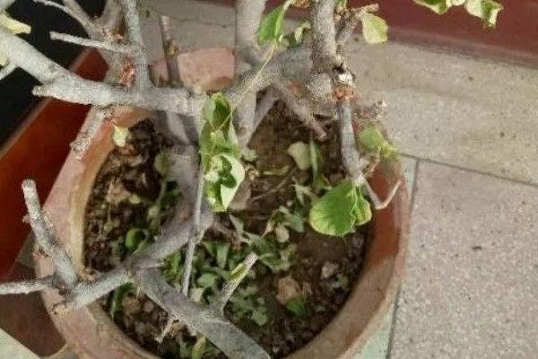 海棠树能扦插繁殖吗，不适合扦插繁殖