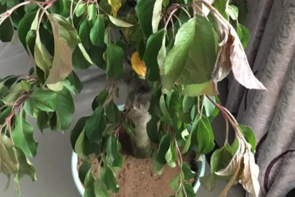 海棠树能扦插繁殖吗，不适合扦插繁殖