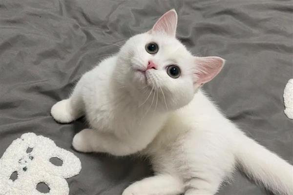 猫咪的炎症下降缓慢的原因，是因为机体对炎症的吸收需要时间