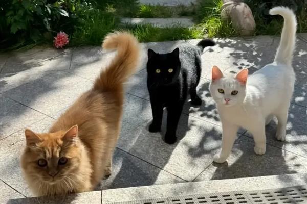猫咪的炎症下降缓慢的原因，是因为机体对炎症的吸收需要时间