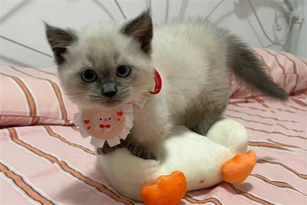 猫咪的炎症下降缓慢的原因，是因为机体对炎症的吸收需要时间