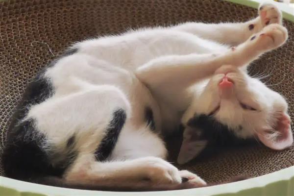 猫咪的炎症下降缓慢的原因，是因为机体对炎症的吸收需要时间