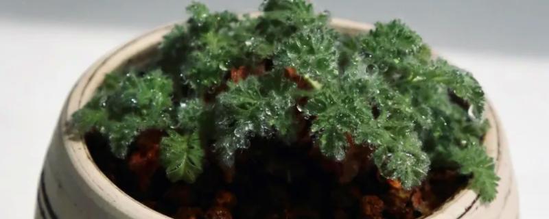 羽叶洋葵怎么播种,种子经过清洗和浸泡后再撒播