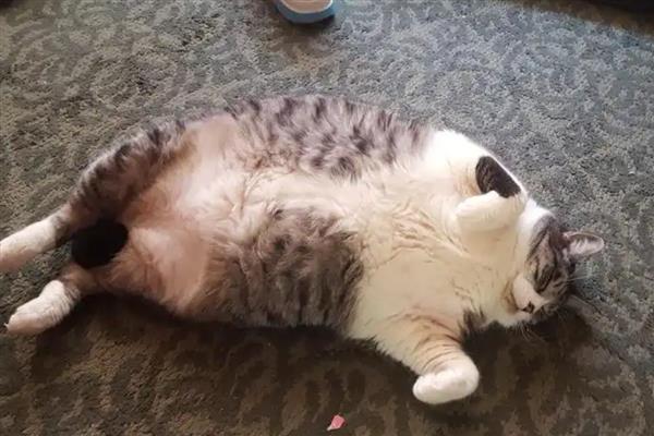 猫咪肥胖症的危害，易导致母猫难产