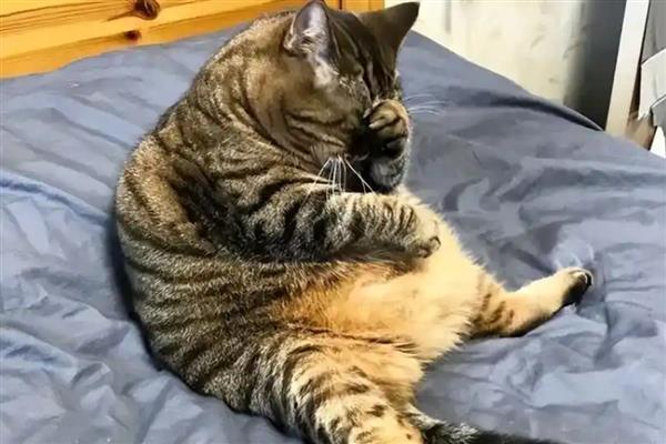 猫咪肥胖症的危害，易导致母猫难产