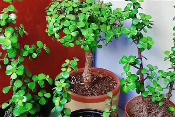 金枝玉叶的爆盆养殖方法，在定植或移栽时切勿马上浇水