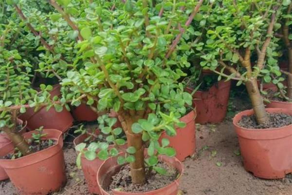 金枝玉叶的爆盆养殖方法，在定植或移栽时切勿马上浇水