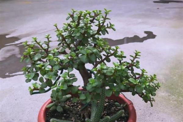 金枝玉叶的爆盆养殖方法，在定植或移栽时切勿马上浇水