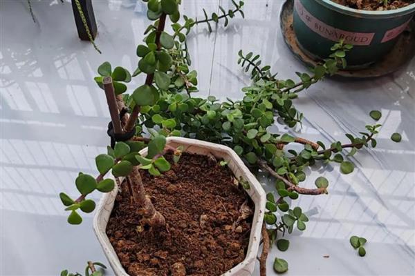 金枝玉叶的爆盆养殖方法，在定植或移栽时切勿马上浇水