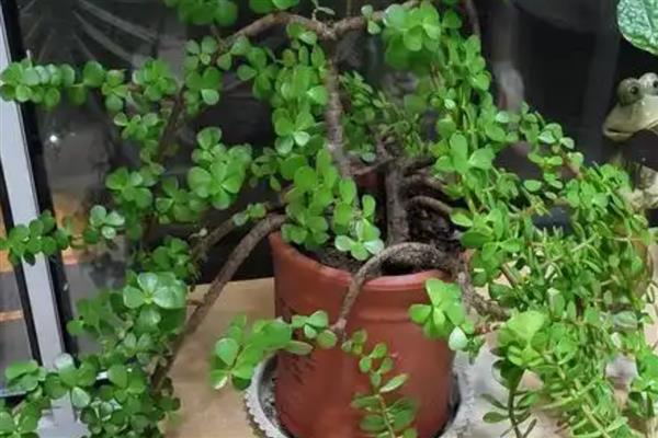 金枝玉叶的爆盆养殖方法，在定植或移栽时切勿马上浇水
