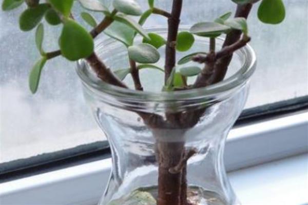 金枝玉叶的爆盆养殖方法，在定植或移栽时切勿马上浇水